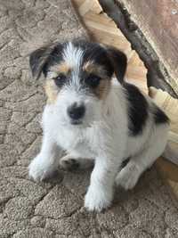 Jack russell terrier FCI