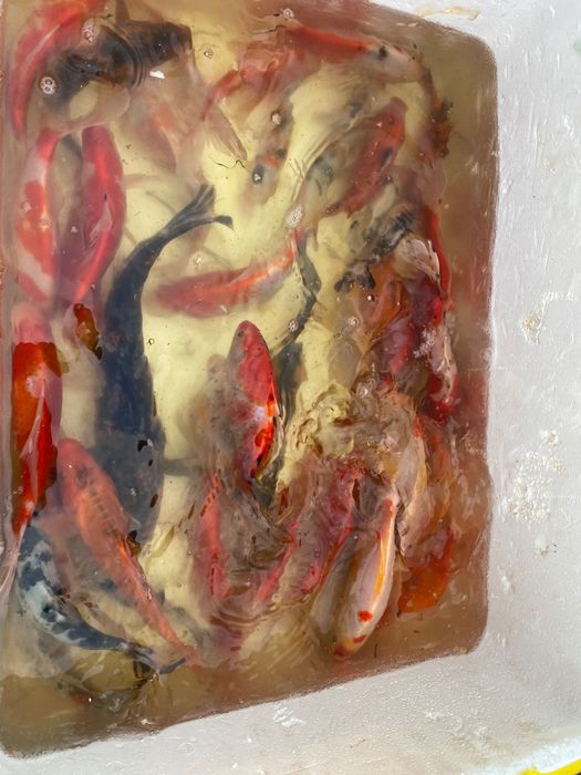 Ryby do oczka , dostepne od ręki karp eurokoi, karaś shubunkin