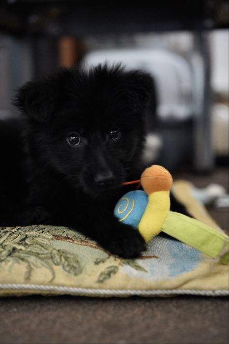 Цуценя дівчинка в добрі руки