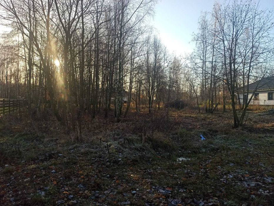 wycinka drzew arborysta