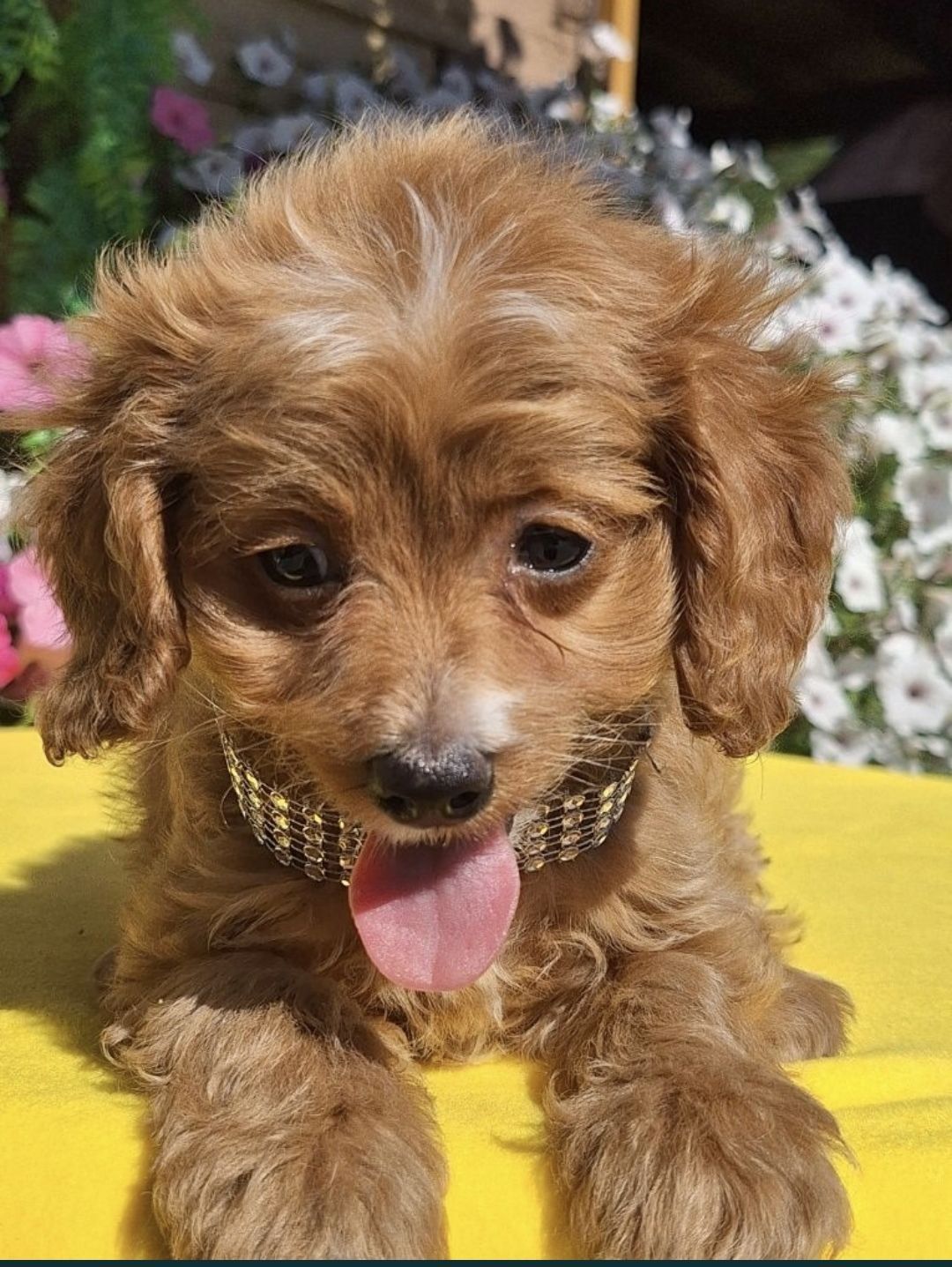 Cavapoo piesek z certyfikatem i paszportem
zaszczepiony, kilkukr