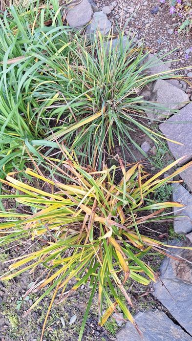 Liliowiec Stella de oro, duży