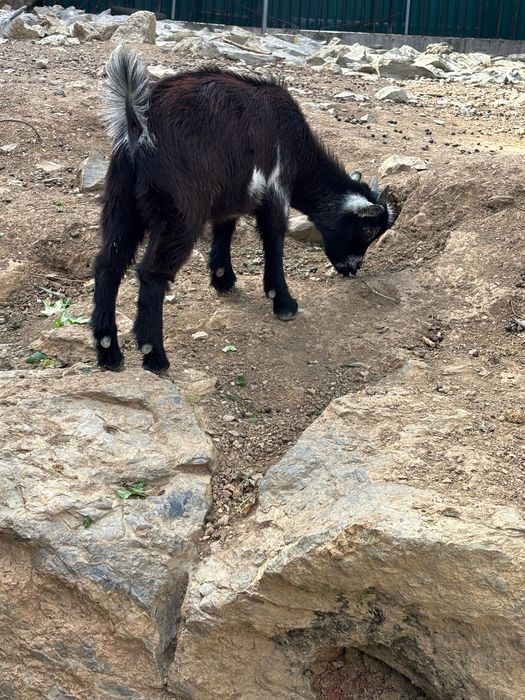 Cabrito divertido