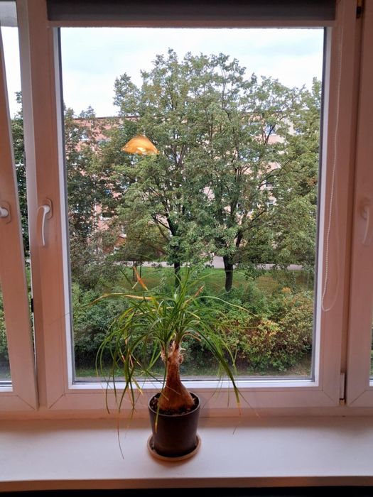 Wynajmę pokój w 3 pokojowym mieszkaniu, Osiedle Zwycięstwa
