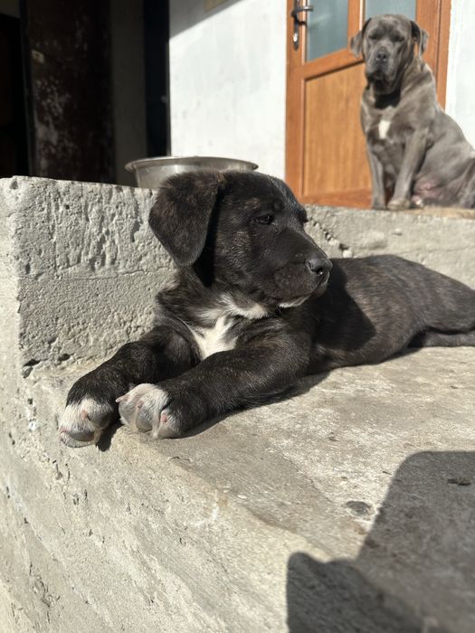 Метис Кане-Корсо