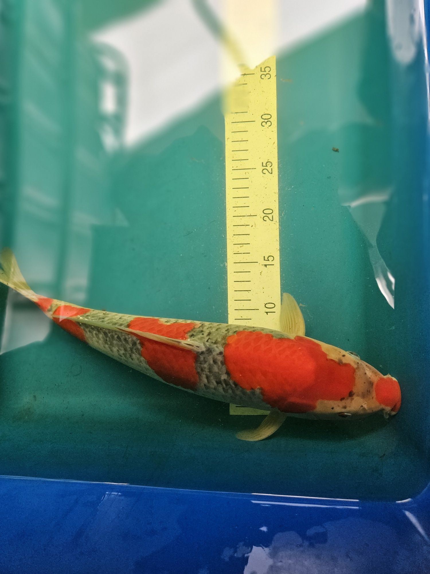 Carpa Koi - GOSHIKI 42cm