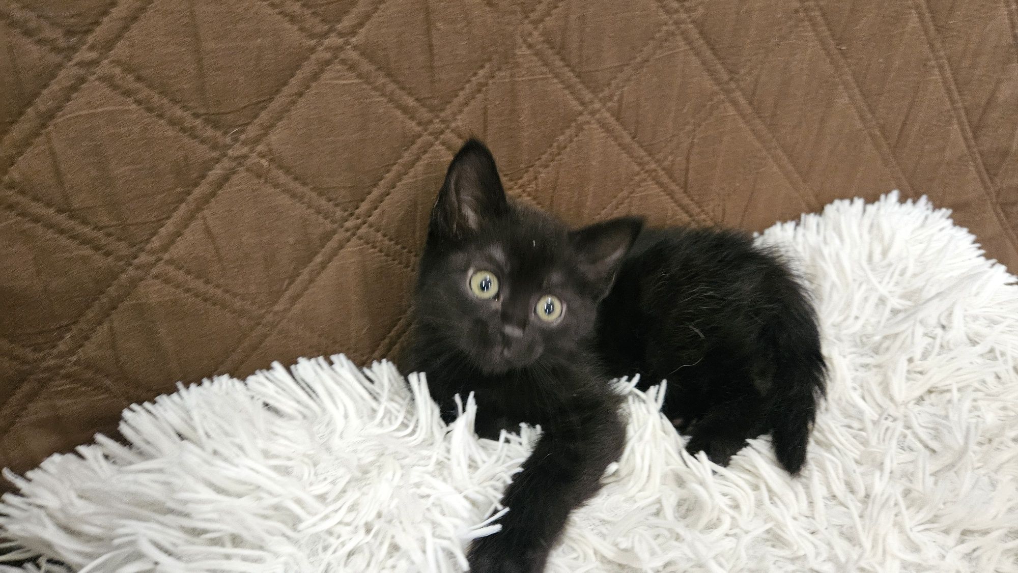 Котенята, котик, кішечка безкоштовно