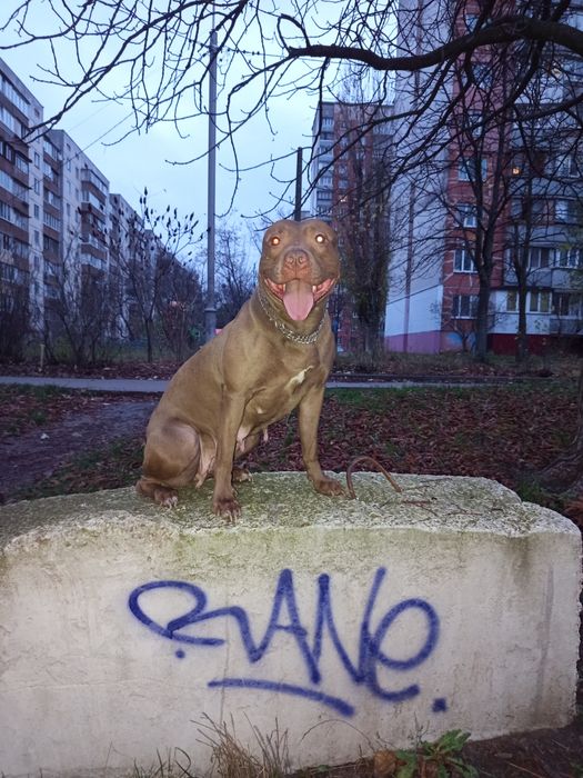 Pitbull, питбультерьер 2 щенка осталось