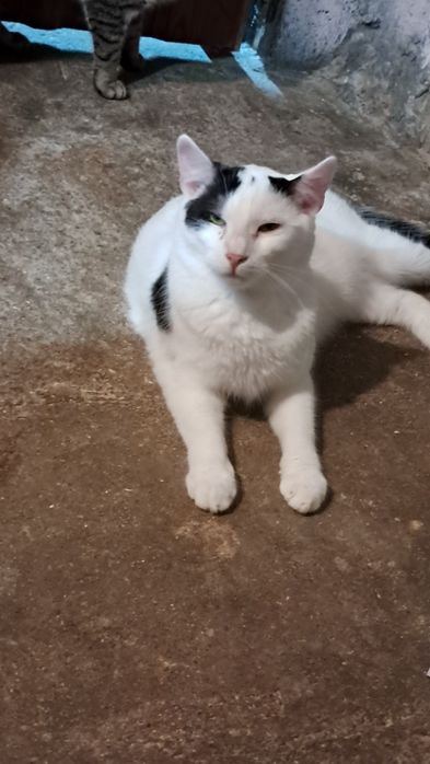 Primek roczny kocurek szuka domku