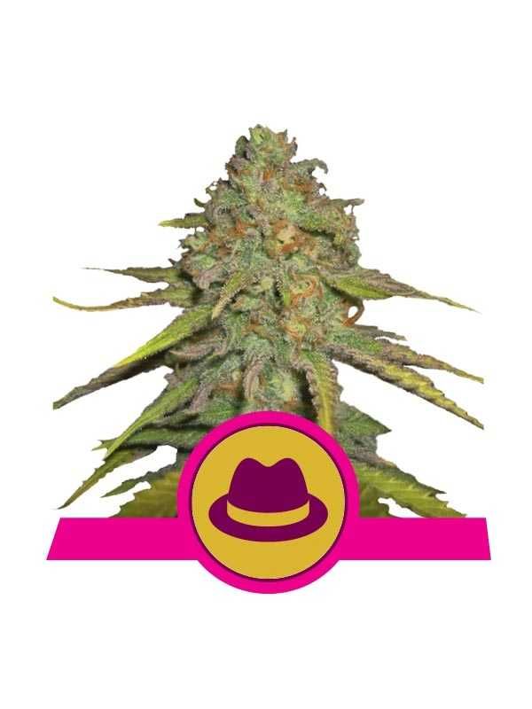 Nasiona marihuany  3 szt. O.G. Kush / Royal Queen Seeds