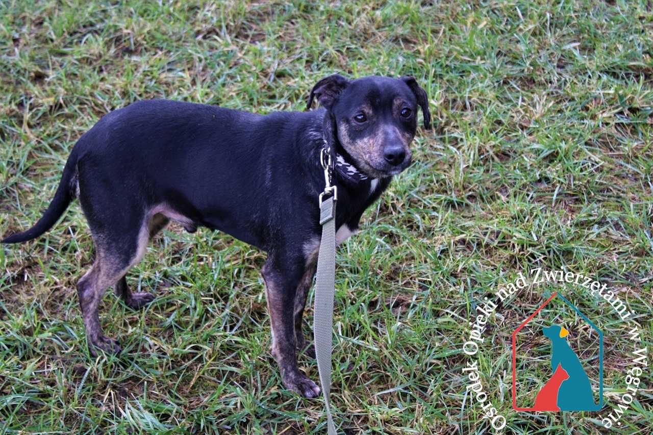 Lilo - mały, fajny piesek szuka domu! Adoptuj!