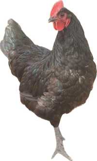 Kogut australorp rasowy czarny