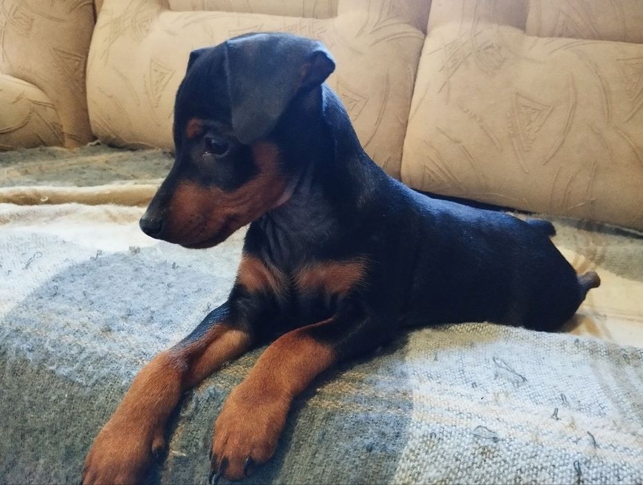 Продаю цуценят цверг пінчера