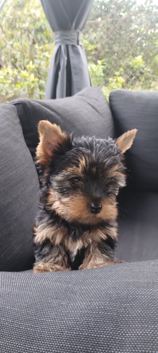 Śliczny Yorkshire terrier mini