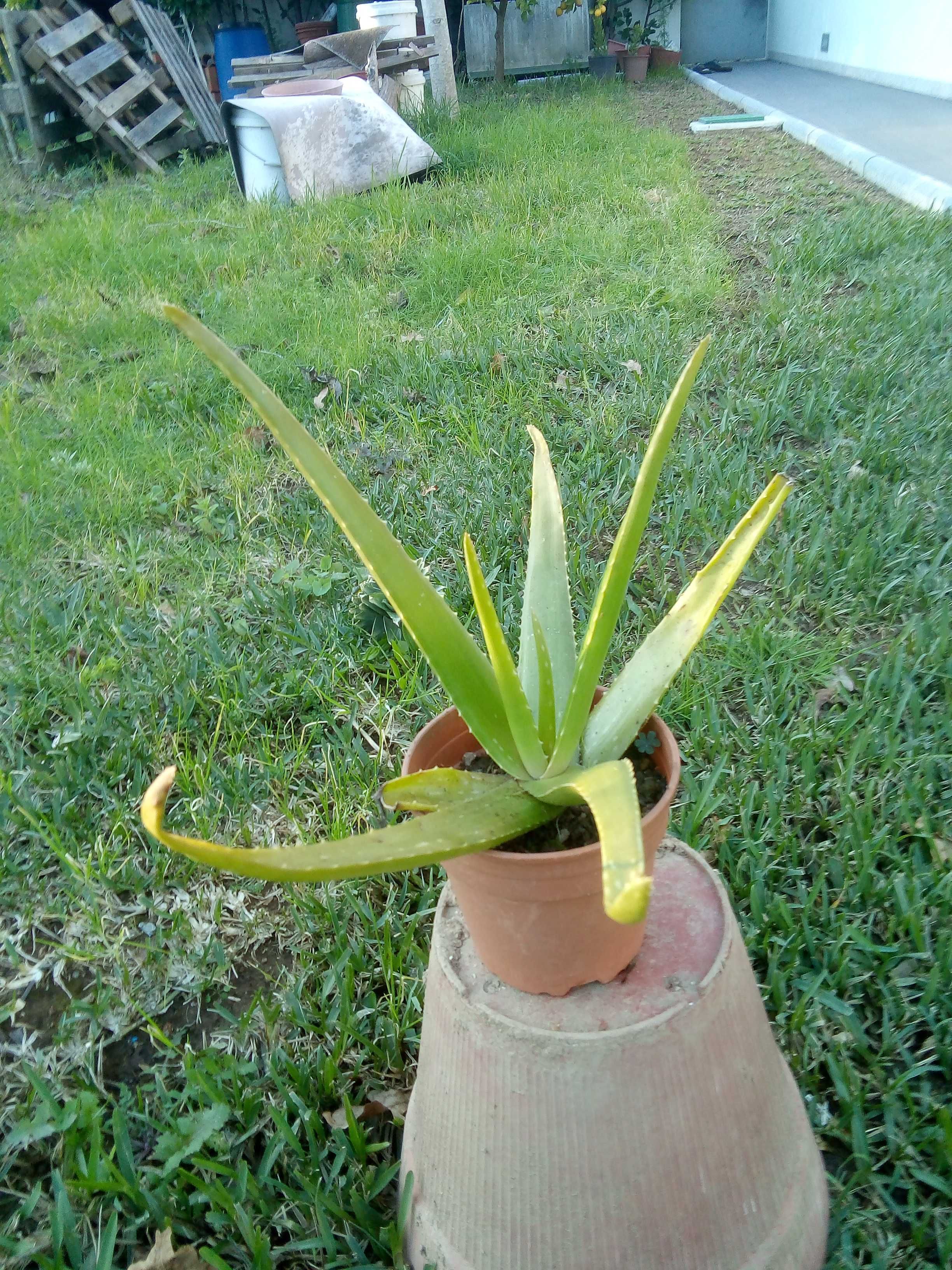 Planta Aloe Vera