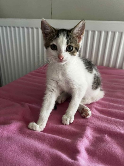 Bójka kociak do adopcji