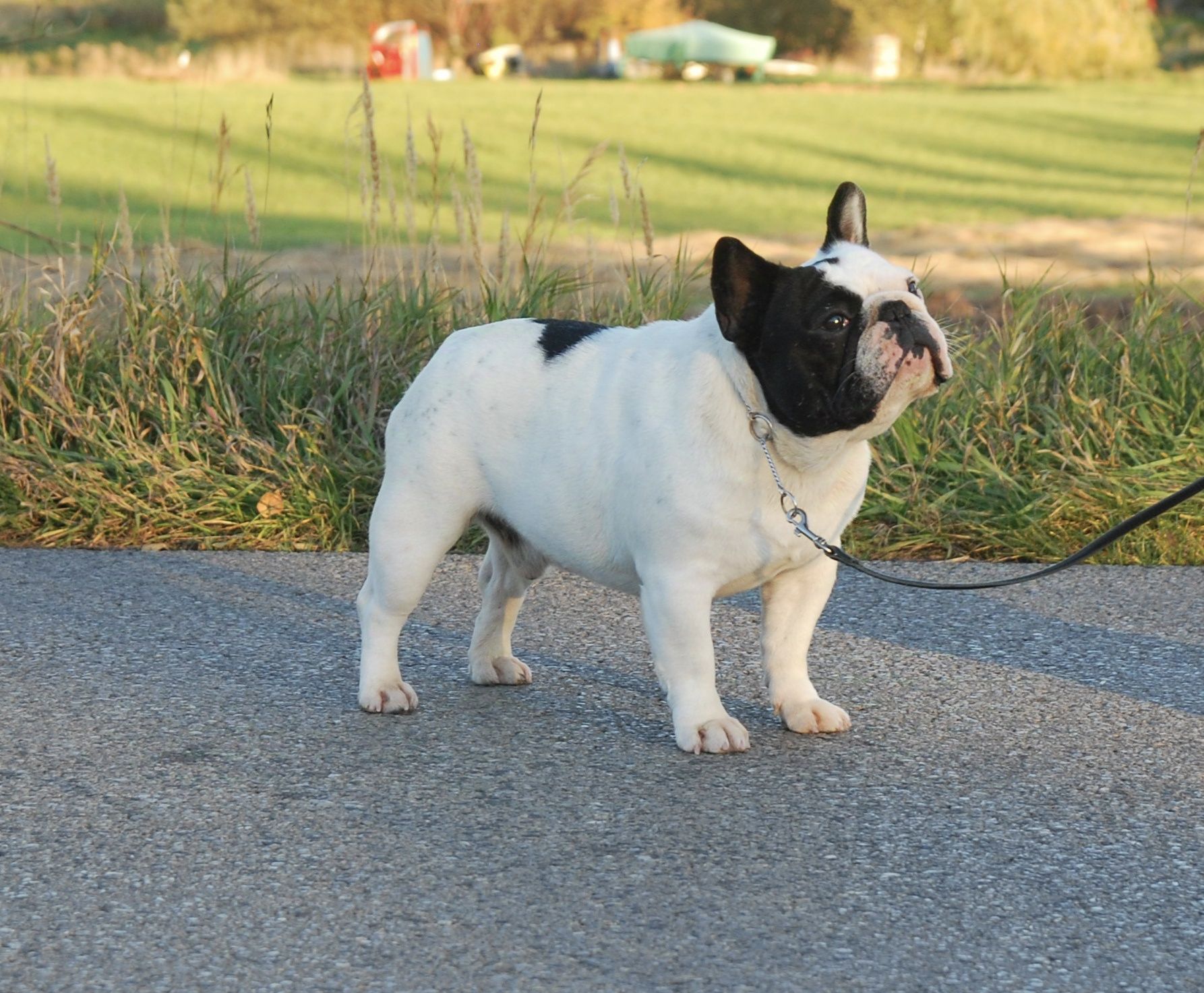 Buldog francuski FCI ZKwP