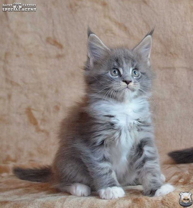Kocurek Maine Coon FPL / FIFe; rodzice HCM N/N, bez dysplazji