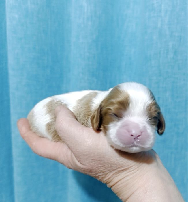 Грайливі цуценятка Кавалер кінг Чарльз Спаниієль