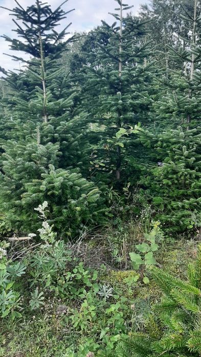 Sprzedam - Jodła kaukaska