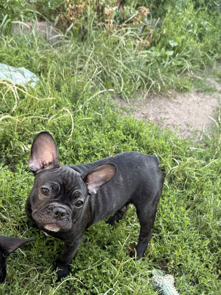 Buldog francuski suczka