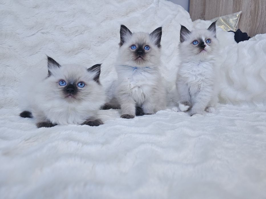 Kocurek Ragdoll z rodowodem (kocięta Ragdoll) gotowy do odbioru