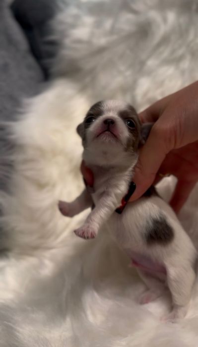 Uroczy, LILIOWY Chihuahua mini - długowłosy