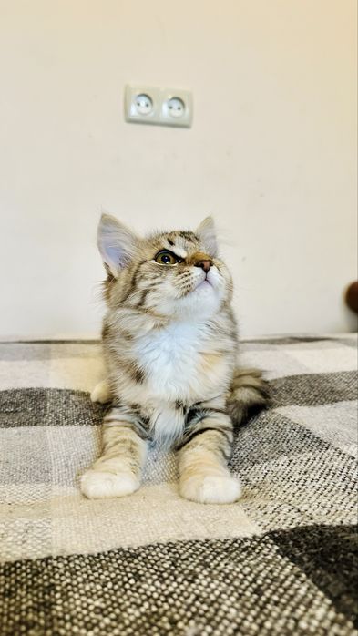 Котенок(девочка 2.5месяца)