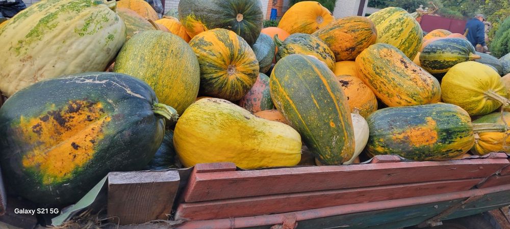 Гарбузи кормові і на кашу. Буряк кормовий