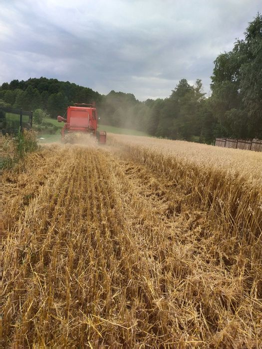 Owies tegorocznych 10 ton