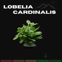 Lobelia Cardinalis S ( Chwilowo Brak )
