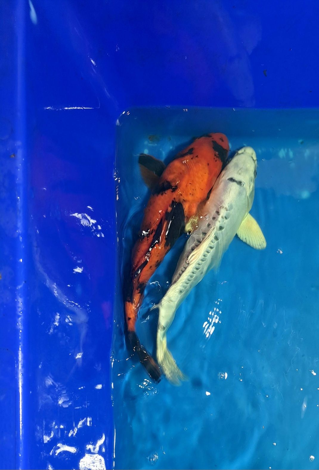 Karp koi import japonia