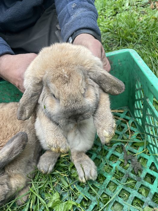 Kroliki rasy mini lop