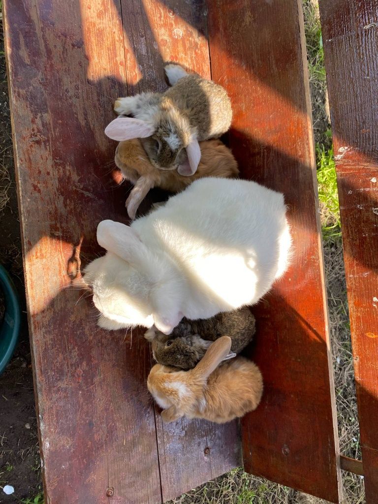 Продам кроликів Французький баран.