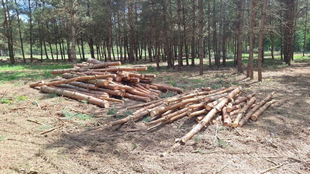 Mulczowanie,Wycinka drzew, Mulczowanie Wgłębne, Powierzchniowe