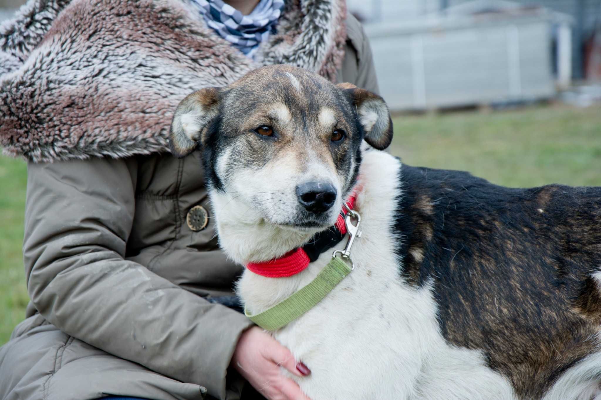 Bystry, sympatyczny Smart szuka domu. Adopcja.