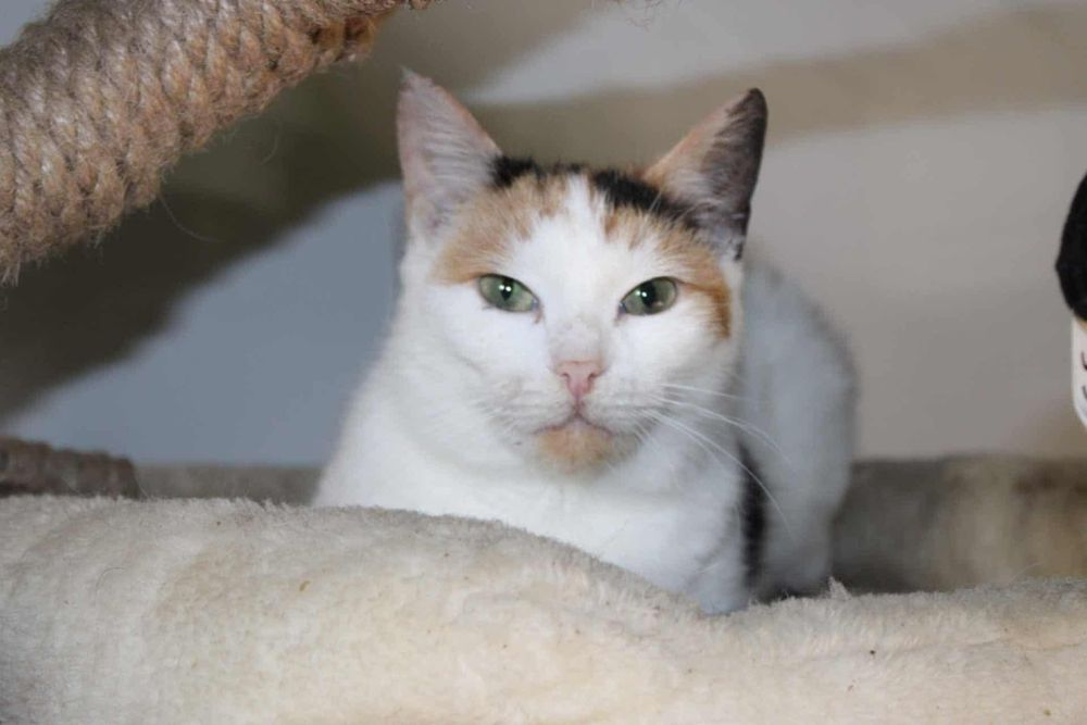 Kotka Szyszka szuka domu