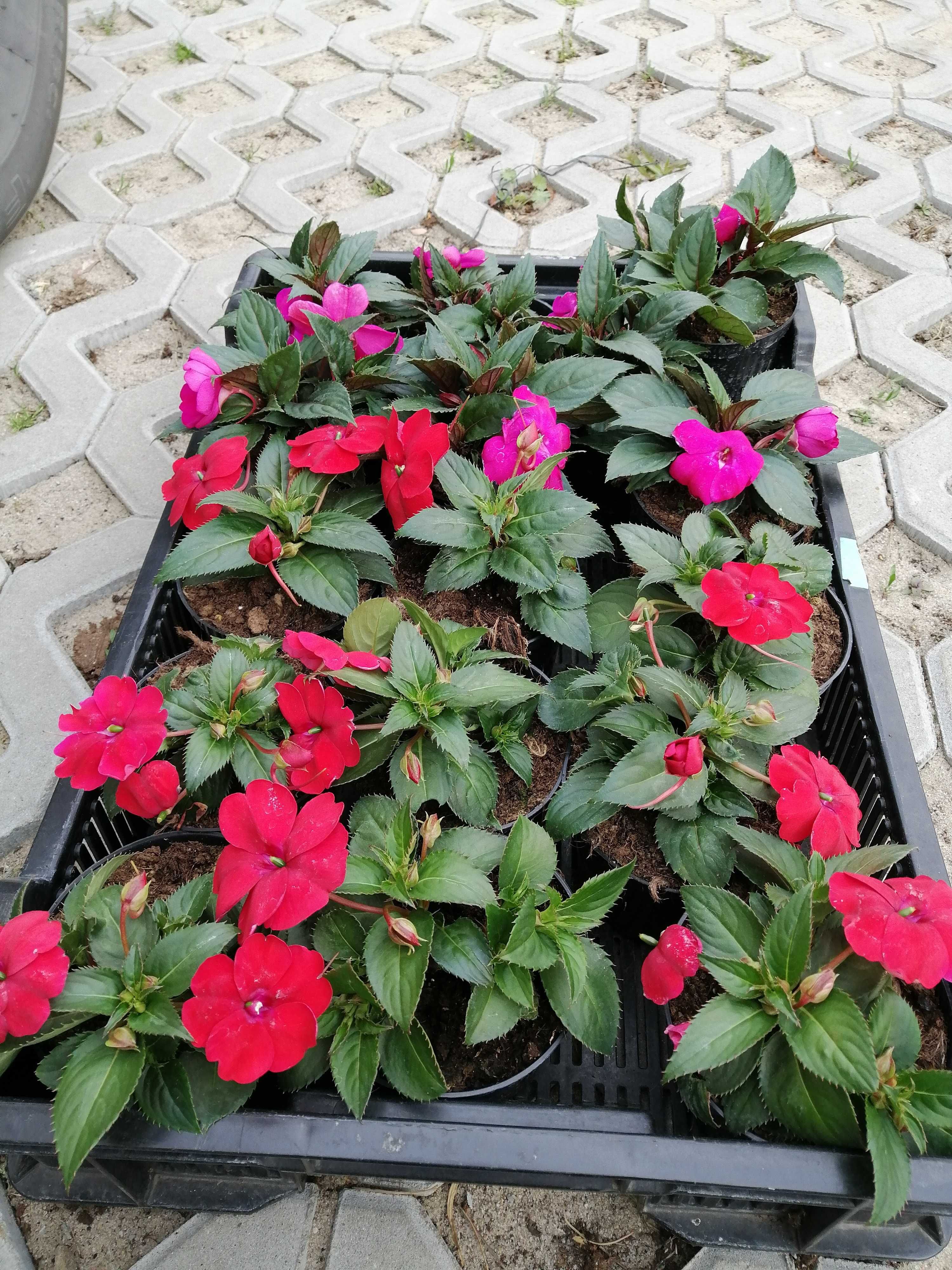 Kwiaty balkonowe. Pelargonia, Surfinia, Begonia