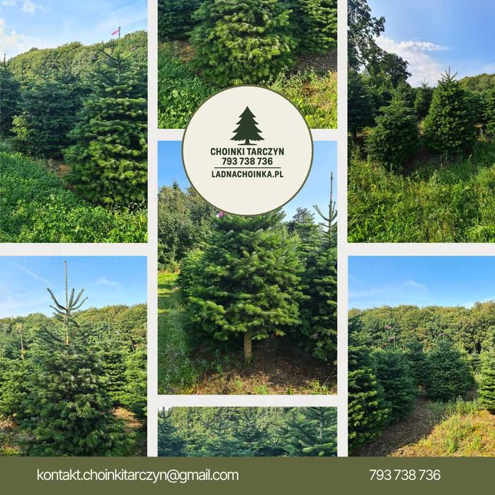 Jodła Kaukaska świeża Choinka Prosto z Plantacji 50-220 cm z Dostawą