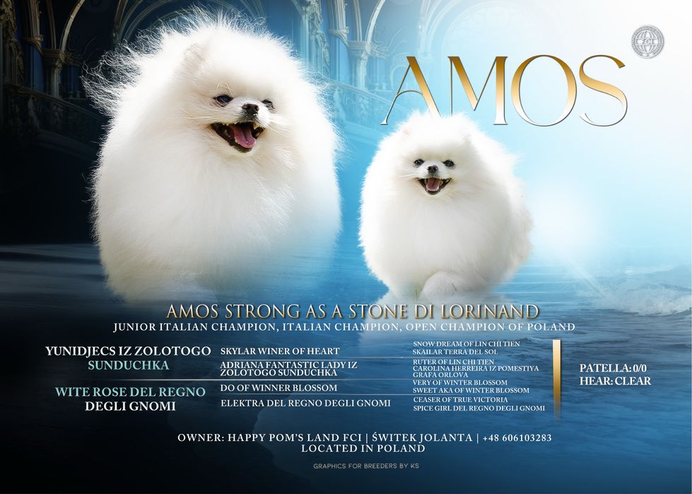 Szpic miniaturowy Pomeranian FCI Reproduktor