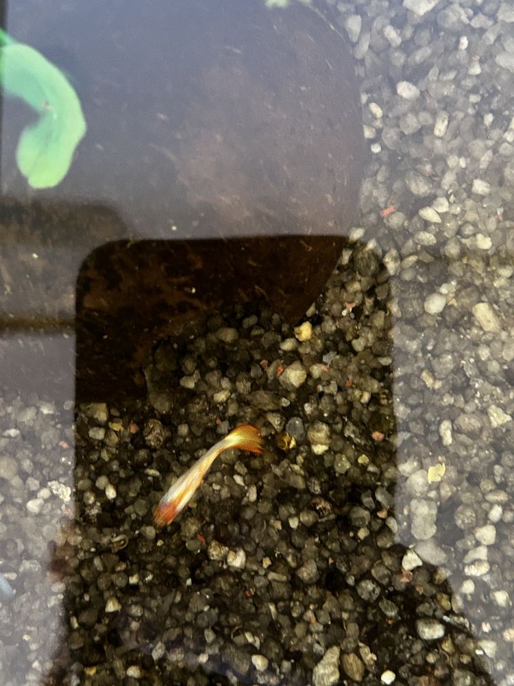 Guppy machos e femeas  para venda