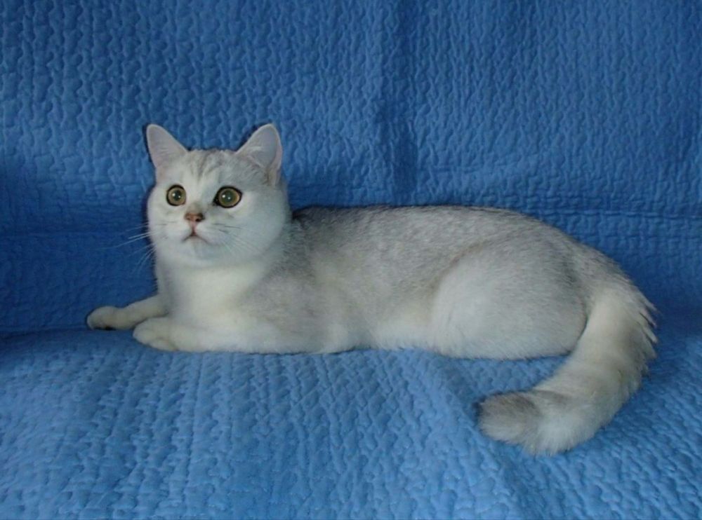 Скоттиш фолд котята остался(мальчик)