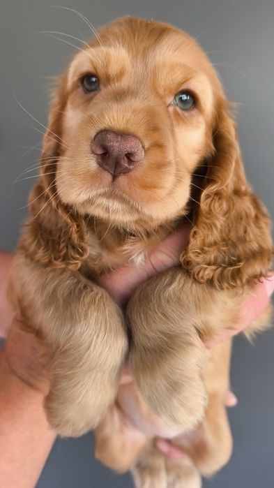 Англійський Кокер Спаніель Зеленооке диво 
Ця руденька красуня вж