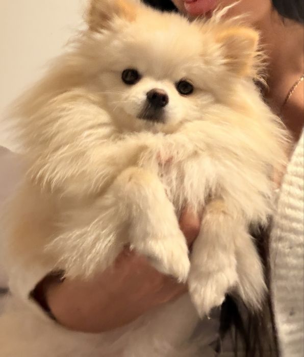 Pomeranian szpic miniaturowy suczka