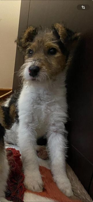 Fox Terrier  (Fêmea)