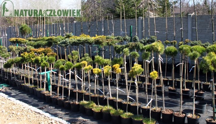 Thuja Berberys Jałowiec iglaki trawy Klon KRZEWY DRZEWA PRODUCENT tuja