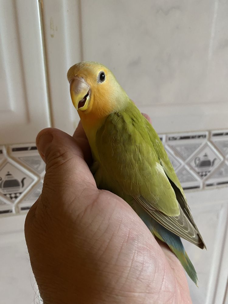Agapornis domesticado excecional