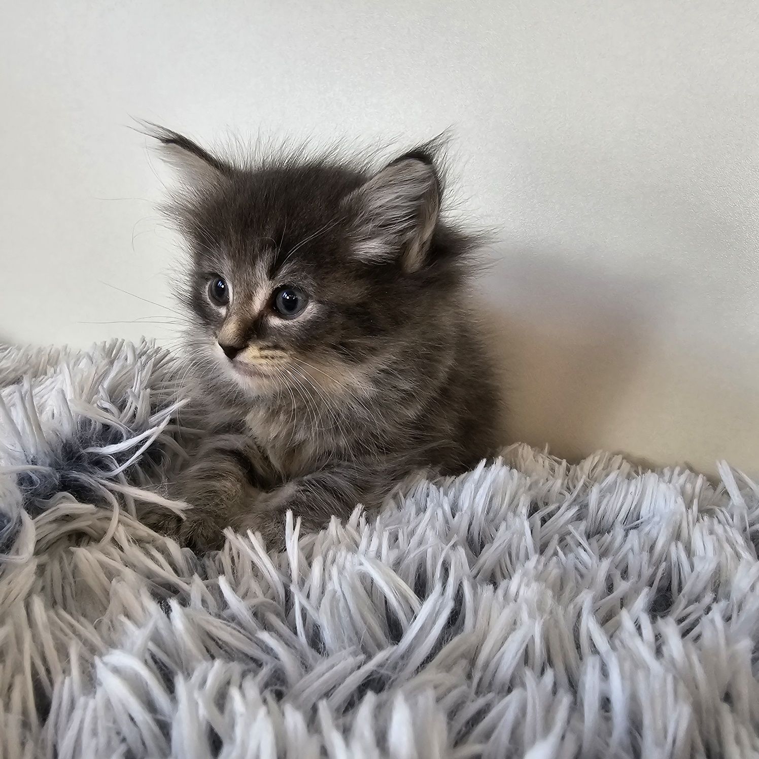 Kotka koteczka Norweski Leśny  WCF do odbioru od 10 czerwca
