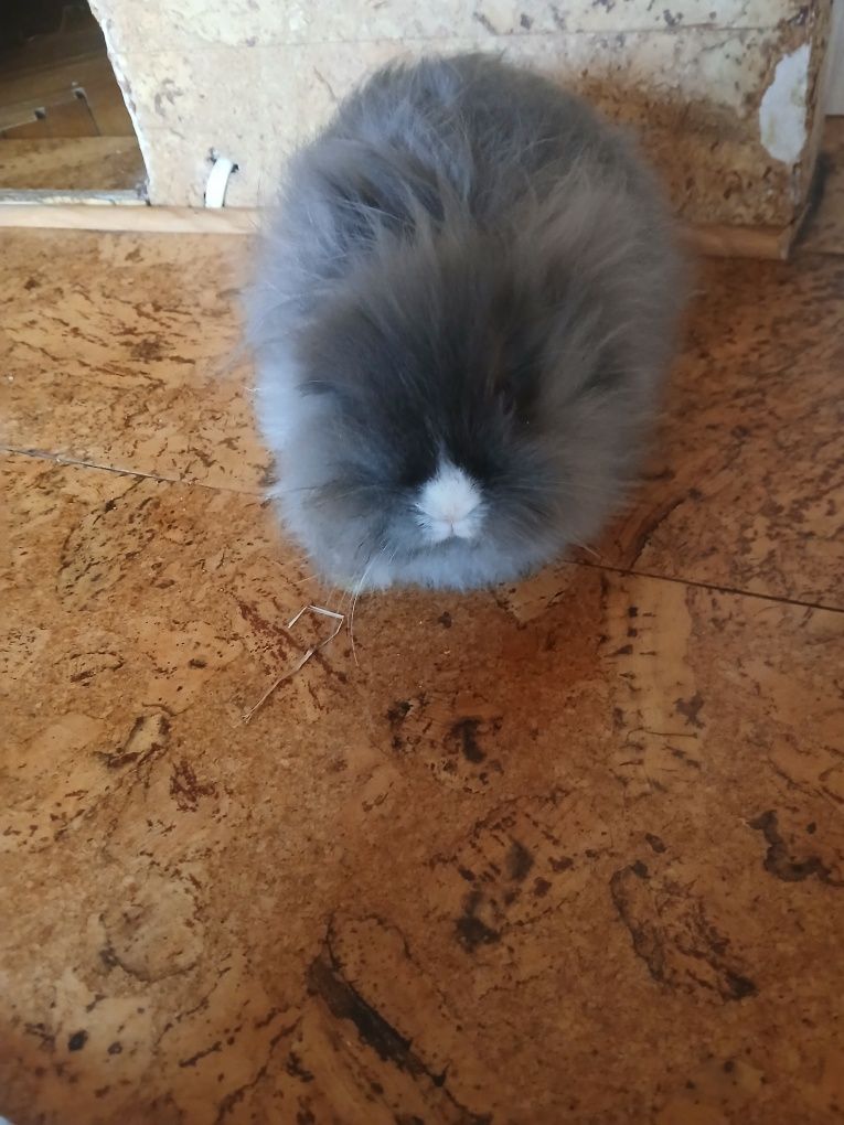 Królik karzełek Teddy z klatką