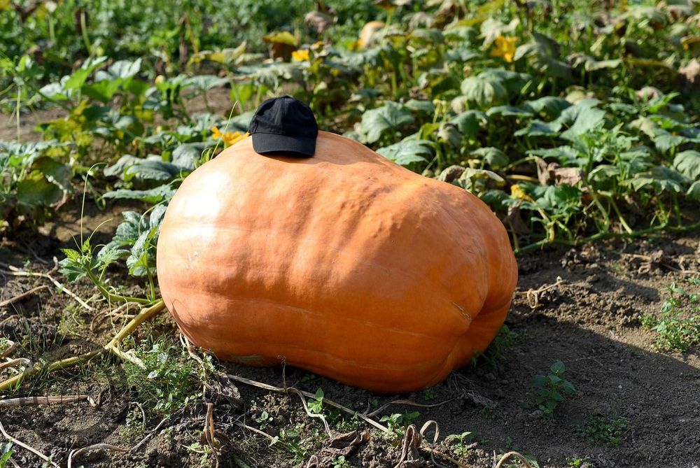 Dynia Olbrzymia - 237kg 169kg 136kg - Zestaw Nasion Dla Początkujących